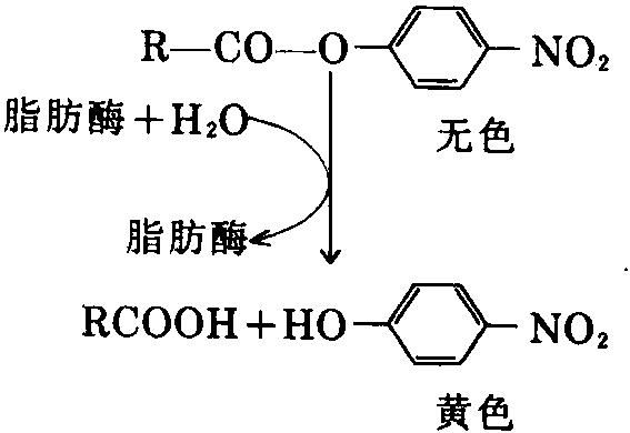 4.9脂肪酶活力的測(cè)定